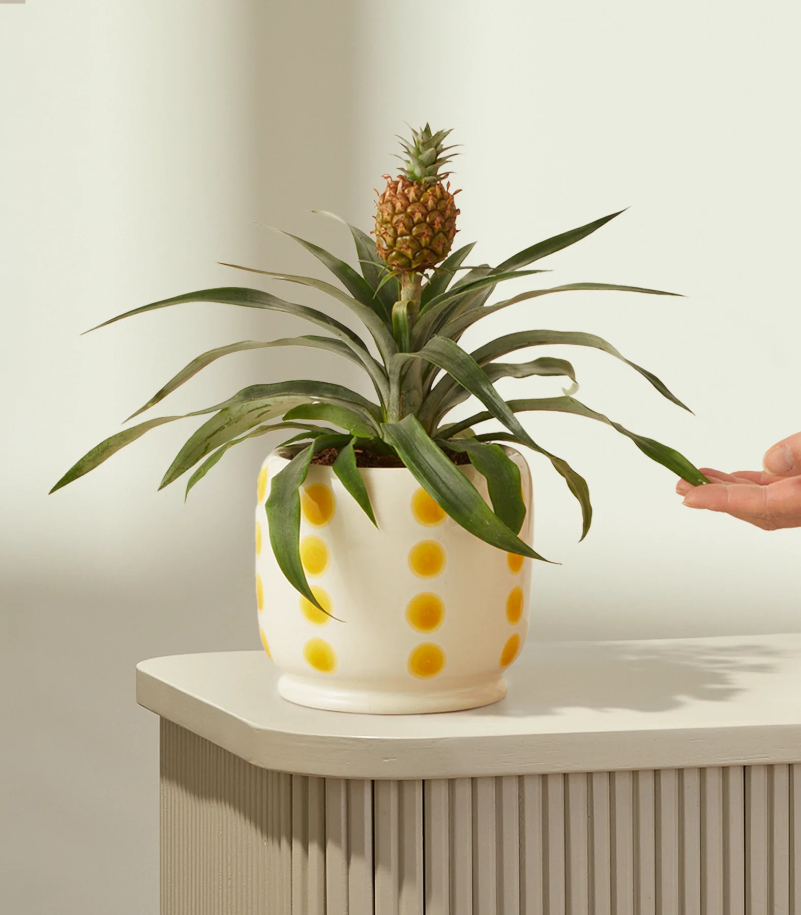 Tropical Beauty: Ananaspflanze mit Keramik-Übertopf