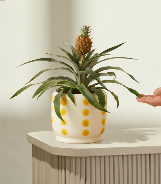 Tropical Beauty: Ananaspflanze mit Keramik-Übertopf